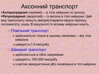 Аксонний транспорт
Повільний транспорт
 здійснюється тільки в одному напрямку – від тіла
нейрона
 швидкість1-5 мм/добу
Швидкий транспорт
 здійснюється в обох напрямках
 швидкість 100-500 мм/добу
 з метою використання або оновлення в тілі нейрона
Антероградний (прямий) – із тіла нейрона по аксону;
Ретроградний (зворотній) – із аксона в тіло нейрона. Цей
вид транспорту можуть використовувати віруси герпесу,
поліомієліту, сказу. В результаті їх впливу нейрони гинуть.
 