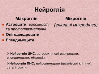 Нейроглія
Макроглія
 Астроцити: волокнисті
та протоплазматичні
 Олігодендроцити
 Епендимоцити
Мікроглія
(гліальні макрофаги)
 Нейроглія ЦНС: астроцити, олігоденроцити,
епендимоцити, мікроглія
Нейроглія ПНС: нейролемоцити (шванівські клітини),
сателітоцити
 