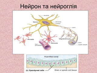 Нейрон та нейроглія
 