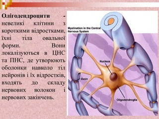 Олігодендроцити -
невеликі клітини з
короткими відростками,
їхні тіла овальної
форми. Вони
локалізуються в ЦНС
та ПНС, де утворюють
оболонки навколо тіл
нейронів і їх відростків,
входять до складу
нервових волокон і
нервових закінчень.
 