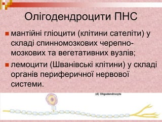 Олігодендроцити ПНС
 мантійні гліоцити (клітини сателіти) у
складі спинномозкових черепно-
мозкових та вегетативних вузлів;
 лемоцити (Шванівські клітини) у складі
органів периферичної нервової
системи.
 