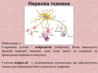 Побудована з:
 нервових клітин – нейроцитів (нейронів). Вони виконують
функції нервової тканини, саме вони здатні до генерації та
проведення нервового імпульсу;
 клітин нейроглії – є допоміжними елементами, що забезпечують
умови для нормальної життєдіяльності нейронів.
Нервова тканина
 
