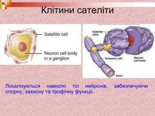 Клітини сателіти
Локалізуються навколо тіл нейронів, забезпечуючи
опорну, захисну та трофічну функції.
 