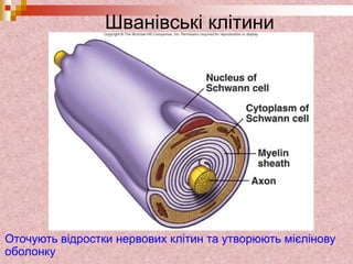 Шванівські клітини
Оточують відростки нервових клітин та утворюють мієлінову
оболонку
 