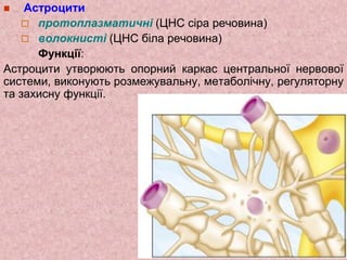  Астроцити
 протоплазматичні (ЦНС сіра речовина)
 волокнисті (ЦНС біла речовина)
Функції:
Астроцити утворюють опорний каркас центральної нервової
системи, виконують розмежувальну, метаболічну, регуляторну
та захисну функції.
 