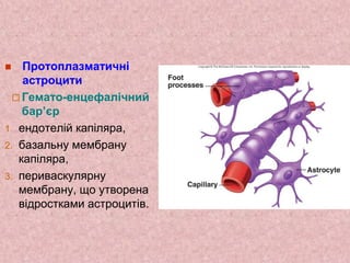  Протоплазматичні
астроцити
 Гемато-енцефалічний
бар’єр
1. ендотелій капіляра,
2. базальну мембрану
капіляра,
3. периваскулярну
мембрану, що утворена
відростками астроцитів.
 
