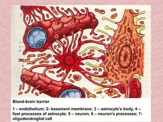 Blood-brain barrier
1 – endothelium; 2- basement membrane; 3 – astrocyte’s body, 4 –
foot processes of astrocyte; 5 – neuron, 6 – neuron’s processes; 7-
oligodendroglial cell
 
