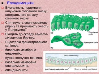  Епендимоцити
 Вистеляють порожнини
шлуночків головного мозку,
центрального каналу
спинного мозку
 Синтезують спинномозкову
рідину та приймають участь
у її циркуляції.
 Входять до складу гемато-
лікворного бар’єру:
- Ендотелій фенестрованого
капіляра,
- базальна мембрана
ендотелію,
- пухка сполучна тканина,
- базальна мембрана
епендимоцитів,
- епендимоцити.
 