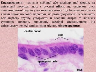 Епендимоцити - клітини кубічної або циліндричної форми, на
апікальній поверхні яких є рухливі війки, що сприяють руху
спинномозкової рідини у порожнинах мозку. Від базального полюса
клітин відходять довгі відростки, які розгалужуються і перетинають
всю нервову трубку, утворюють її опорний апарат. У ділянках
судинних сплетень виділяють хороідні епендимоцити. На
апікальному полюсі дані клітини містять мікроворсинки.
 
