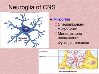 Neuroglia of CNS
 Мікроглія
Спеціалізовані
макрофаги
Моноцитарне
походження
Функція - захисна
 