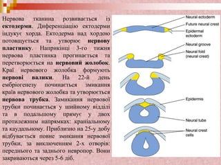 Нервова тканина розвивається із
ектодерми. Диференціацію ектодерми
індукує хорда. Ектодерма над хордою
потовщується та утворює нервову
пластинку. Наприкінці 3-го тижня
нервова пластинка прогинається та
перетворюється на нервовий жолобок.
Краї нервового жолобка формують
нервові валики. На 22-й день
ембріогенезу починається змикання
країв нервового жолобка та утворюється
нервова трубка. Замикання нервової
трубки починається у шийному відділі
та в подальшому прямує у двох
протилежним напрямках: краніальному
та каудальному. Приблизно на 25-у добу
відбувається повне змикання нервової
трубки, за виключенням 2-х отворів:
переднього та заднього невропор. Вони
закриваються через 5-6 діб.
 
