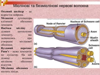 Мієлінові та безмієлінові нервові волокна
Осьовий циліндр – це
відросток нейрона.
Мезаксон – дуплікатора
клітинної оболонки
лемоцита.
Насічки мієліну –
ділянки цитоплазми
лемоциту, що
залишились при
утворенні мієлінової
оболонки.
Вузловий перехват
Ранв’є – межа лемоцитів
по сусідству. На цій
ділянці волокна
мієлінова оболонка
відсутня.
Мієлінова оболонка –
містить ліпіди.
 
