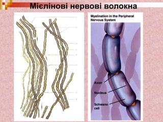 Мієлінові нервові волокна
 