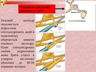 Утворення мієлінової
оболонки у ЦНС
Осьовий циліндр
охоплюється
відростком
олігодендроцита, який в
подальшому
обертається навколо
осьового циліндру.
Один олігодендроцит
своїми відростками
може брати участь в
утворені мієлінової
оболонки до 40-50
нервових волокон.
 