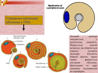 Утворення мієлінової
оболонки у ПНС
Осьовий циліндр
занурюється у
цитоплазму лемоцита.
Формується довгий
мезаксон, що обертається
навколо осьового
циліндру. Кількість
обертів зростає, таким
чином формується
мієлінова оболонка.
Цитоплазма та ядро
лемоциту відсуваються
на периферію.
 