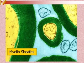 Myelin Sheaths
 
