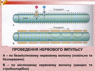 ПРОВЕДЕННЯ НЕРВОВОГО ІМПУЛЬСУ
A – по безмієліновому нервовому волокну (повільно та
безперервно)
B – по мієліновому нервовому волокну (швидко та
стрибкоподібно)
 