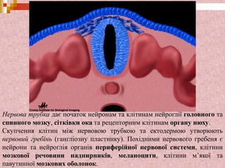 Нервова трубка дає початок нейронам та клітинам нейроглії головного та
спинного мозку, сітківки ока та рецепторним клітинам органу нюху.
Скупчення клітин між нервовою трубкою та ектодермою утворюють
нервовий гребінь (гангліозну пластинку). Похідними нервового гребеня є
нейрони та нейроглія органів периферійної нервової системи, клітини
мозкової речовини наднирників, меланоцити, клітини м’якої та
павутинної мозкових оболонок.
 