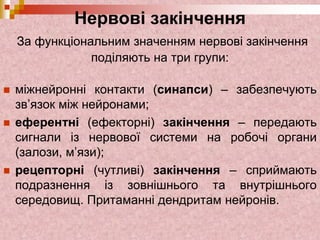 Нервові закінчення
За функціональним значенням нервові закінчення
поділяють на три групи:
 міжнейронні контакти (синапси) – забезпечують
зв’язок між нейронами;
 еферентні (ефекторні) закінчення – передають
сигнали із нервової системи на робочі органи
(залози, м’язи);
 рецепторні (чутливі) закінчення – сприймають
подразнення із зовнішнього та внутрішнього
середовищ. Притаманні дендритам нейронів.
 