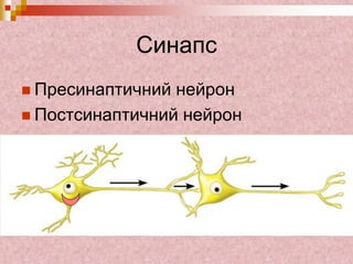 Синапс
 Пресинаптичний нейрон
 Постсинаптичний нейрон
 