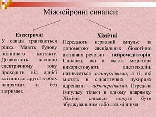 Електричні
У савців трапляються
рідко. Мають будову
щілинного контакту.
Дозволяють пасивно
електричному току
проходити від однієї
клітини до другої в обох
напрямках та без
затримки.
Хімічні
Передають нервовий імпульс за
допомогою спеціальних біологічно
активних речовин – нейромедіаторів.
Синапси, які в якості медіатора
використовують ацетилхолін,
називаються холінергічними, а ті, які
містять в синаптичних пухирцях
адреналін – адренергічними. Передача
імпульсу тільки в одному напрямку.
Хімічні синапси можуть бути
збуджувальними або гальмівними.
Міжнейронні синапси:
 