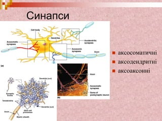 Синапси
 аксосоматичні
 аксодендритні
 аксоаксонні
 