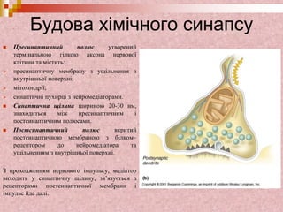 Будова хімічного синапсу
 Пресинаптичний полюс утворений
термінальною гілкою аксона нервової
клітини та містить:
 пресинаптичну мембрану з ущільнення з
внутрішньої поверхні;
 мітохондрії;
 синаптичні пухирці з нейромедіаторами.
 Синаптична щілина шириною 20-30 нм,
знаходиться між пресинаптичним і
постсинаптичним полюсами.
 Постсинаптичний полюс вкритий
постсинаптичною мембраною з білком–
рецептором до нейромедіатора та
ущільненням з внутрішньої поверхні.
З проходженням нервового імпульсу, медіатор
виходить у синаптичну щілину, зв’язується з
рецепторами постсинаптичної мембрани і
імпульс йде далі.
 