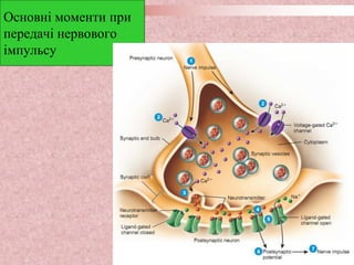 Основні моменти при
передачі нервового
імпульсу
 