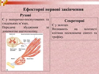 Ефекторні нервові закінчення
Рухові
Є у поперечно-посмугованих та
гладеньких м’язах.
Передача збудження за
допомогою ацетилхоліну.
Секреторні
Є у залозах.
Впливають на залозисті
клітини посилюючи синтез та
трофіку.
 