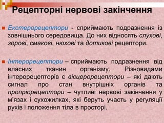Рецепторні нервові закінчення
 Екстерорецептори - сприймають подразнення із
зовнішнього середовища. До них відносять слухові,
зорові, смакові, нюхові та дотикові рецептори.
 Інтерорецептори – сприймають подразнення від
власних тканин організму. Різновидами
інтерорецепторів є вісцерорецептори – які дають
сигнал про стан внутрішніх органів та
пропріорецептори – чутливі нервові закінчення у
м’язах і сухожилках, які беруть участь у регуляції
рухів і положення тіла в просторі.
 