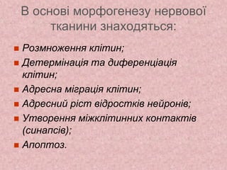 В основі морфогенезу нервової
тканини знаходяться:
 Розмноження клітин;
 Детермінація та диференціація
клітин;
 Адресна міграція клітин;
 Адресний ріст відростків нейронів;
 Утворення міжклітинних контактів
(синапсів);
 Апоптоз.
 