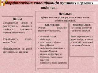 Морфологічна класифікація чутливих нервових
закінчень
Вільні
Складаються лише з
розгалужень осьового
циліндра чутливого
нервового волокна.
Сприймають холод,
тепло, біль.
Локалізуються на рівні
епітеліальної тканини
Невільні
крім осьового циліндра, включають також
клітини нейроглії.
Капсульовані
Оточені сполучно-
тканинною капсулою.
- дотикові тільця
Мейснера,
- пластинчасті тільця
Фатер-Пачіні,
- цибулиноподібні тільця
Гольджі-Мацоні,
- кінцеві колби Краузе.
- Нервово-сухожилкові
веретена
- Нервово-м’язові веретена
Некапсульовані
Не мають сполучно-
тканинної капсули.
Вони переважають у
дермі шкіри, а також
у власній пластинці
слизових оболонок.
 