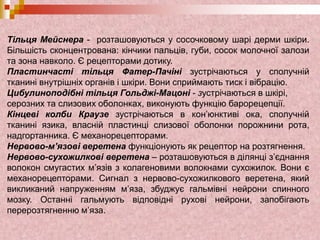 Тільця Мейснера - розташовуються у сосочковому шарі дерми шкіри.
Більшість сконцентрована: кінчики пальців, губи, сосок молочної залози
та зона навколо. Є рецепторами дотику.
Пластинчасті тільця Фатер-Пачіні зустрічаються у сполучній
тканині внутрішніх органів і шкіри. Вони сприймають тиск і вібрацію.
Цибулиноподібні тільця Гольджі-Мацоні - зустрічаються в шкірі,
серозних та слизових оболонках, виконують функцію барорецепції.
Кінцеві колби Краузе зустрічаються в кон’юнктиві ока, сполучній
тканині язика, власній пластинці слизової оболонки порожнини рота,
надгортанника. Є механорецепторами.
Нервово-м’язові веретена функціонують як рецептор на розтягнення.
Нервово-сухожилкові веретена – розташовуються в ділянці з’єднання
волокон смугастих м’язів з колагеновими волокнами сухожилок. Вони є
механорецепторами. Сигнал з нервово-сухожилкового веретена, який
викликаний напруженням м’яза, збуджує гальмівні нейрони спинного
мозку. Останні гальмують відповідні рухові нейрони, запобігають
перерозтягненню м’яза.
 