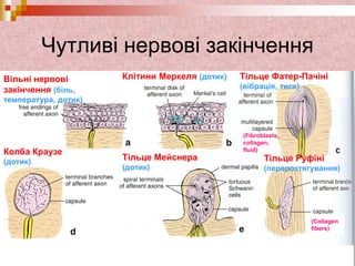 Вільні нервові
закінчення (біль,
температура, дотик)
Клітини Меркеля (дотик) Тільце Фатер-Пачіні
(вібрація, тиск)
Колба Краузе
(дотик)
Тільце Мейснера
(дотик)
Тільце Руфіні
(перерозтягування)
(Fibroblasts,
collagen,
fluid)
(Collagen
fibers)
Чутливі нервові закінчення
 