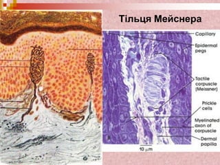 Тільця Мейснера
 