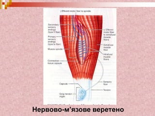 Нервово-м’язове веретено
 