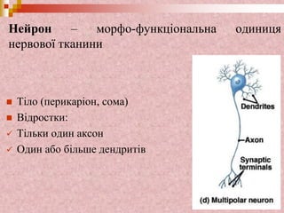 Нейрон – морфо-функціональна одиниця
нервової тканини
 Тіло (перикаріон, сома)
 Відростки:
 Тільки один аксон
 Один або більше дендритів
 