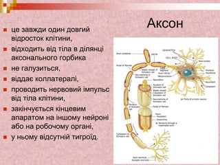 Аксон це завжди один довгий
відросток клітини,
 відходить від тіла в ділянці
аксонального горбика
 не галузиться,
 віддає коллатералі,
 проводить нервовий імпульс
від тіла клітини,
 закінчується кінцевим
апаратом на іншому нейроні
або на робочому органі,
 у ньому відсутній тигроїд.
 