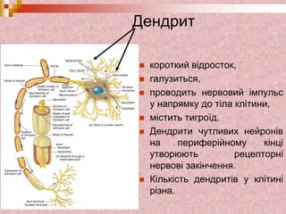 Дендрит
 короткий відросток,
 галузиться,
 проводить нервовий імпульс
у напрямку до тіла клітини,
 містить тигроїд.
 Дендрити чутливих нейронів
на периферійному кінці
утворюють рецепторні
нервові закінчення.
 Кількість дендритів у клітині
різна.
 