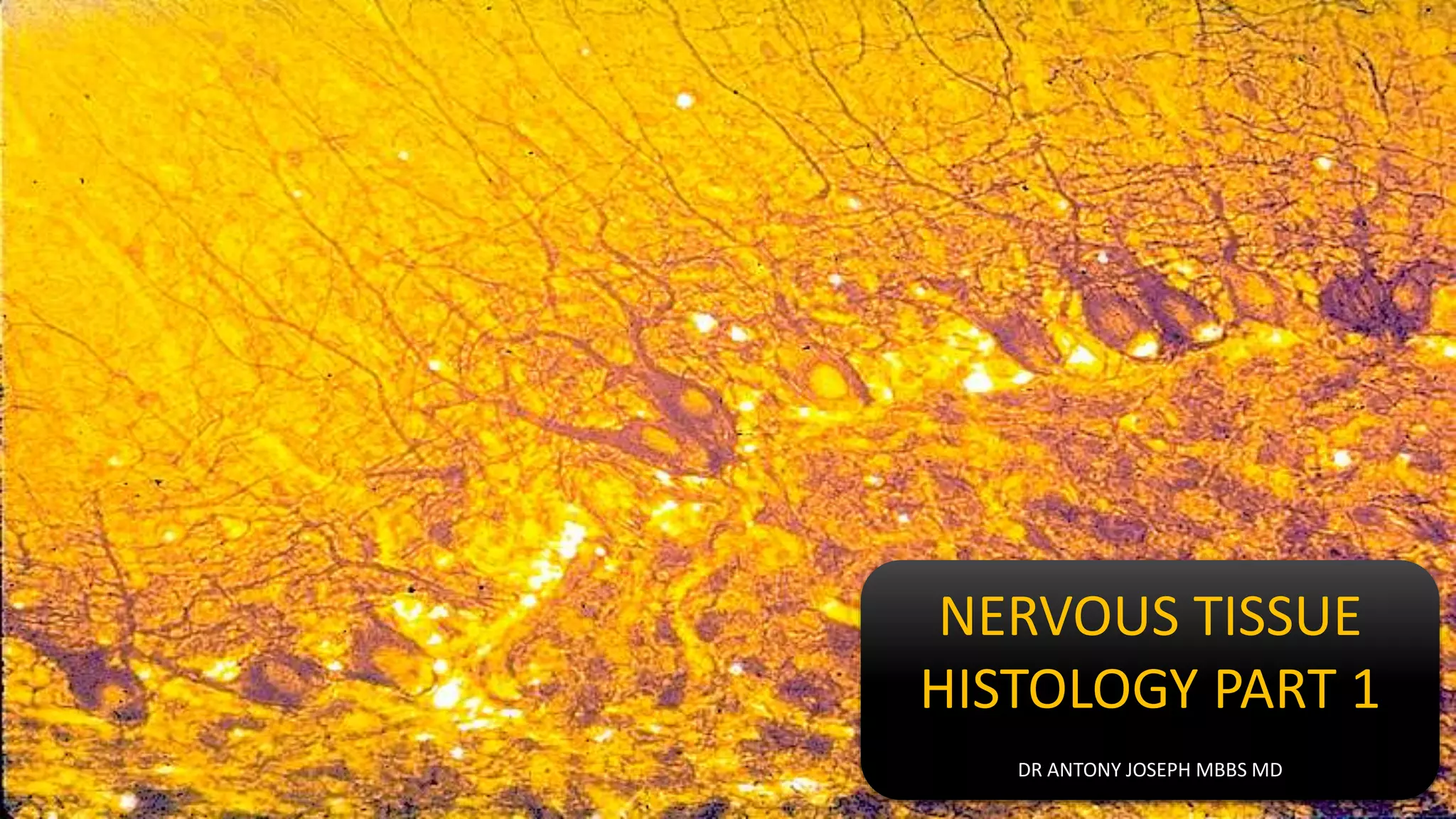 HISTOLOGY OF NERVOUS TISSUE - PART 1 | PPTX