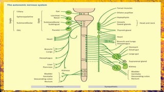HISTOLOGY OF NERVOUS TISSUE - PART 1 | PPTX