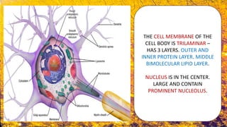 HISTOLOGY OF NERVOUS TISSUE - PART 1 | PPTX
