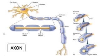 HISTOLOGY OF NERVOUS TISSUE - PART 1 | PPTX
