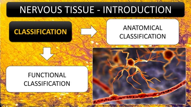 HISTOLOGY OF NERVOUS TISSUE - PART 1 | PPTX