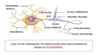 Telodendrites Label HISTOLOGY OF NERVOUS TISSUE - PART 1 | PPTX