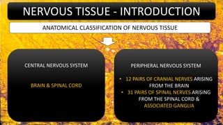 HISTOLOGY OF NERVOUS TISSUE - PART 1 | PPTX