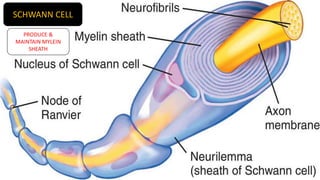 HISTOLOGY OF NERVOUS TISSUE - PART 1 | PPTX