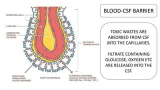 Csf Contamination HISTOLOGY OF NERVOUS TISSUE - PART 1 | PPTX
