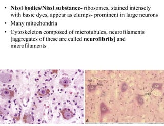 NERVOUS TISSUE.pdf
