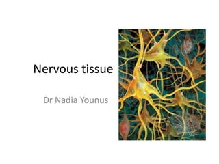 Nervous tissue
Dr Nadia Younus
 